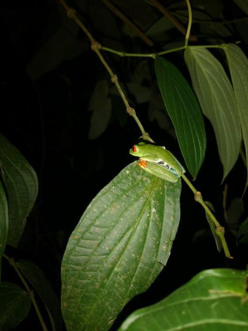 Habana River Lodge And Sanctuary La Fortuna Ngoại thất bức ảnh